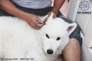chăm sóc chó mèo tại nhà