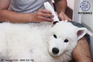 Dịch vụ tắm chó mèo tại nhà tphcm