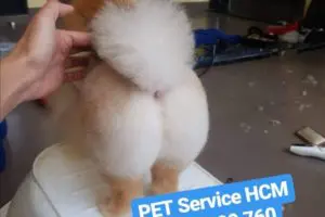 Dịch vụ cắt tỉa lông chó mèo tại nhà tphcm