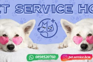 dịch vụ chó mèo tphcm