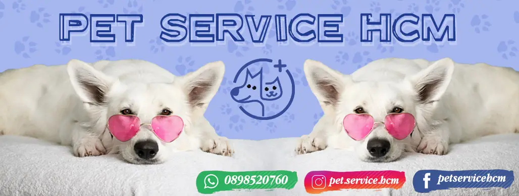 dịch vụ chó mèo tphcm