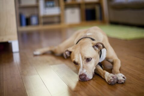 Chú chó của bạn có thể đang bị trầm cảm nếu thường xuyên buồn bã