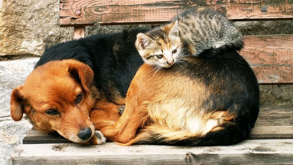 Mối quan hệ giữa chó và mèo 