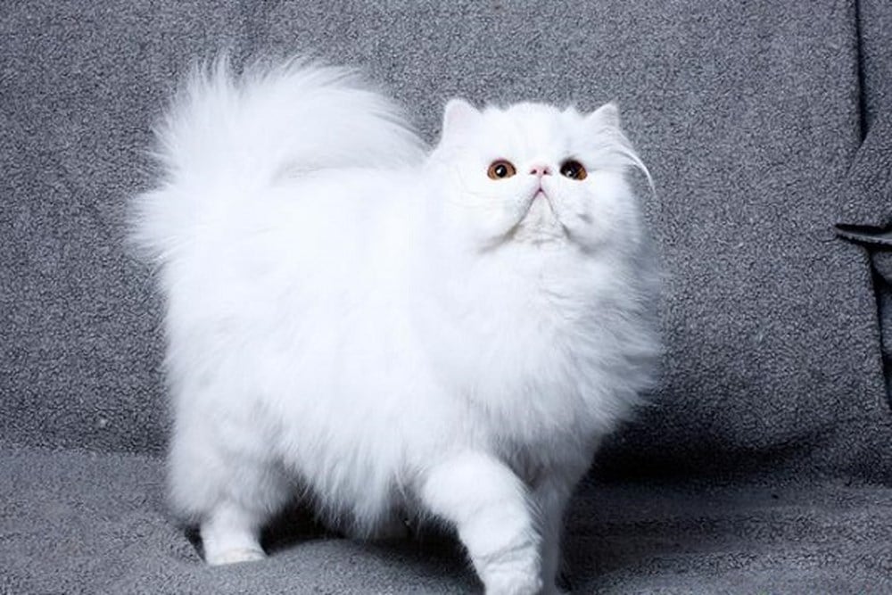 Mèo Ba Tư- Dịch Vụ Cạo Lông Chó Mèo Petshop