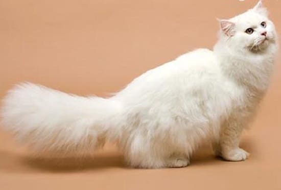 Mèo Anh- Dịch Vụ Cạo Lông Chó Mèo Petshop