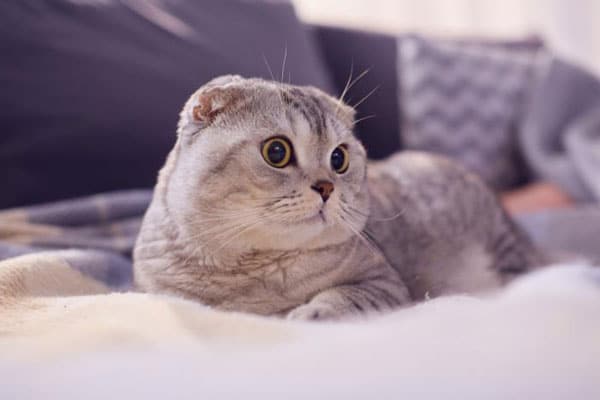 Mèo tai cụp Scottish Fold- Dịch Vụ Cạo Lông Chó Mèo Petshop