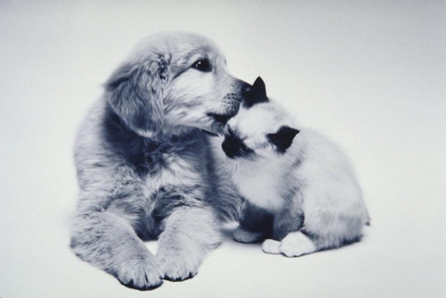 chó và mèo hôn nhau