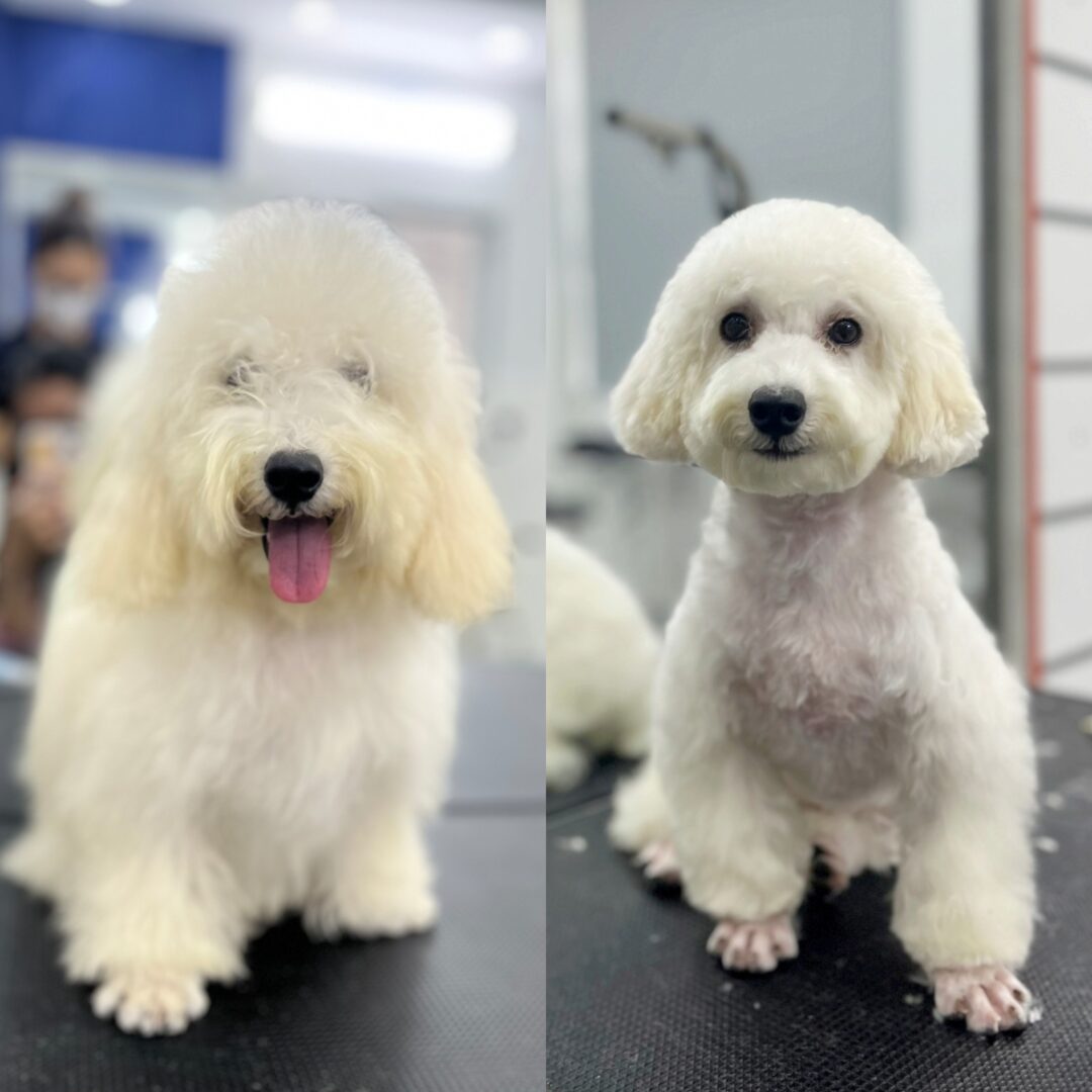 Dịch vụ cắt tỉa lông Chó Mèo