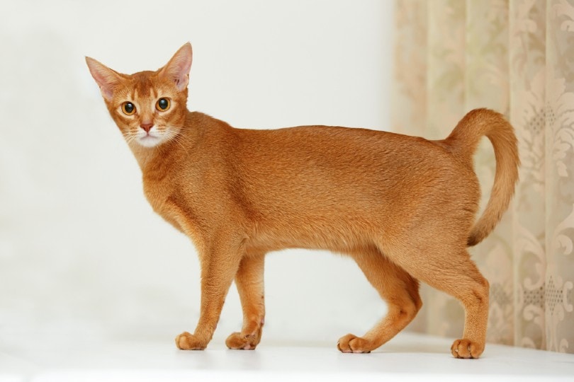 Mèo lông ngắn Abyssinian nổi tiếng nhất với trí thông minh, nhanh nhẹn
