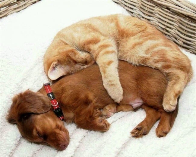 chó và mèo ôm nhau ngủ ngon