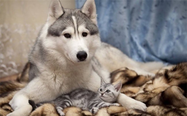 chó và mèo bảo vệ nhau