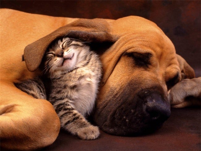 chó và mèo cùng bảo vệ lẫn nhau