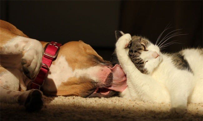 chó và mèo tận hưởng những khoảnh khắc cùng nhau