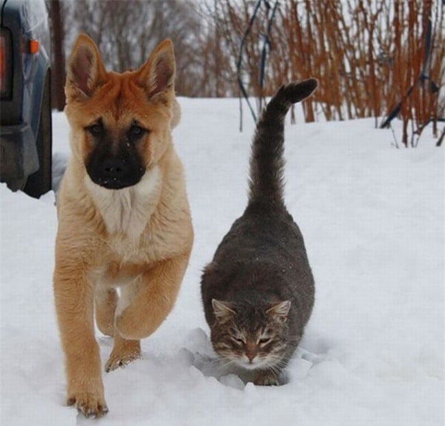 chó và mèo chơi với nhau