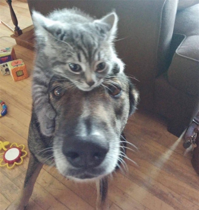 tình cảm giữa chó và mèo