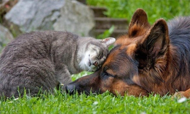 chó và mèo cụng đầu nhau