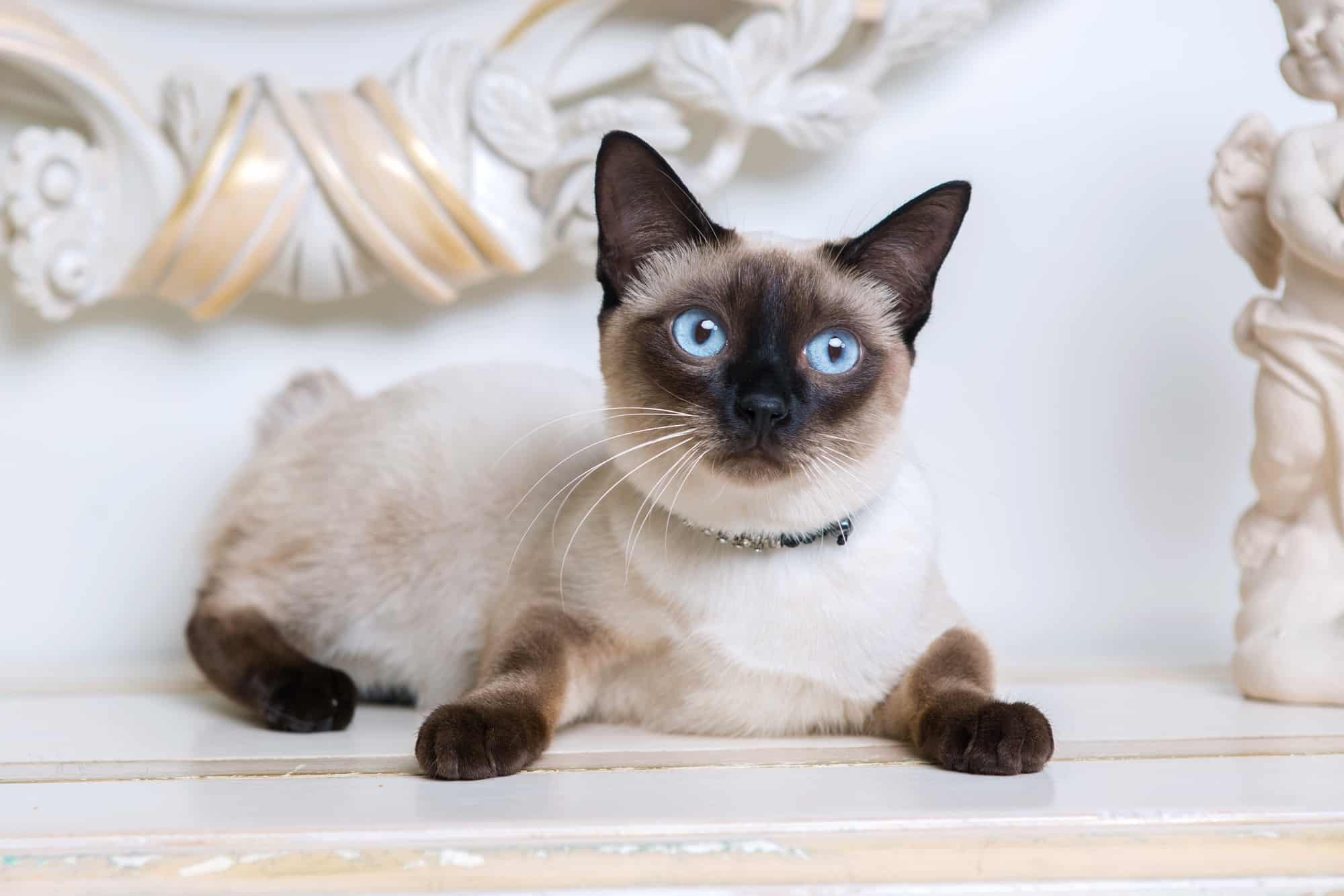 5 giống mèo thông minh nhất thế giới PET SERVICE