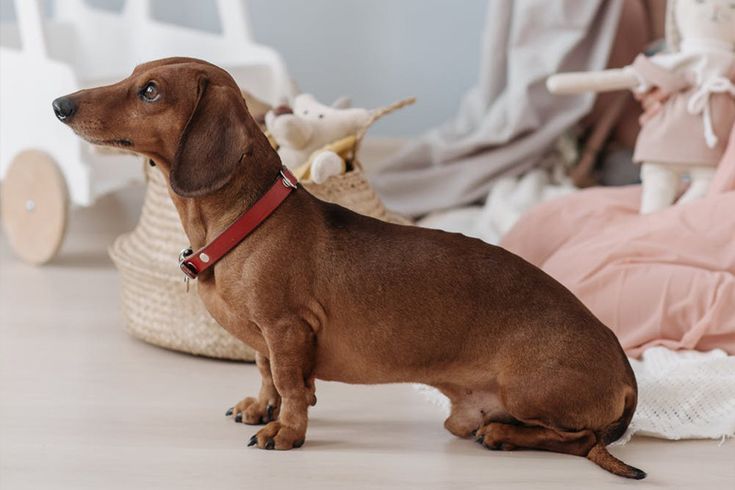 giống chó Dachshund