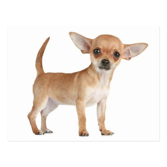 giống chó Chihuahua