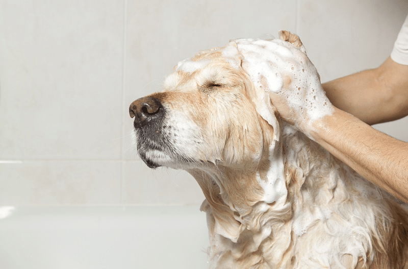tắm cho chó bằng sữa tắm phù hợp