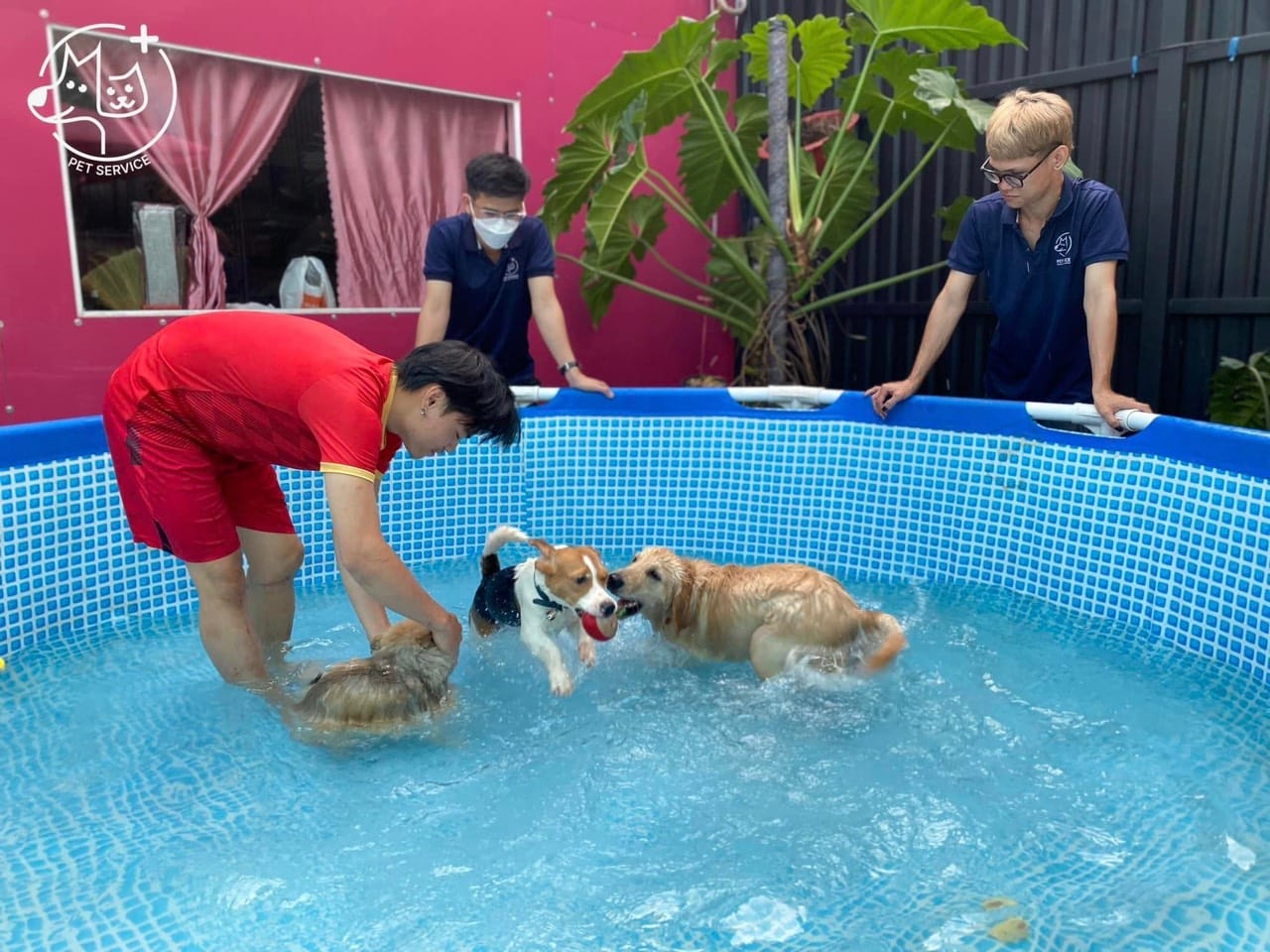 dạy chó tập bơi