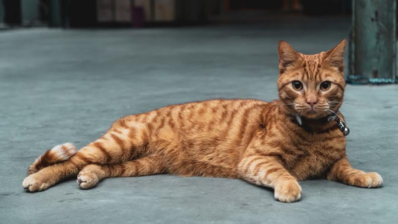 kỷ lục về loài mèo có bộ gen giống hổ