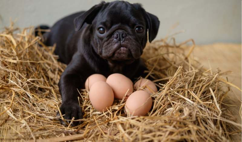 Chó ăn trứng có được không?