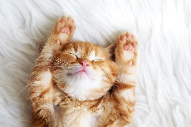 kỷ lục về loài mèo dành tới 70% cuộc đời để ngủ