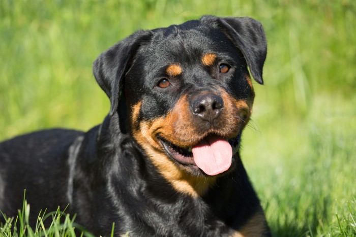 Chó Rottiweiler là loài chó phổ biến thứ 8 trên thế giới