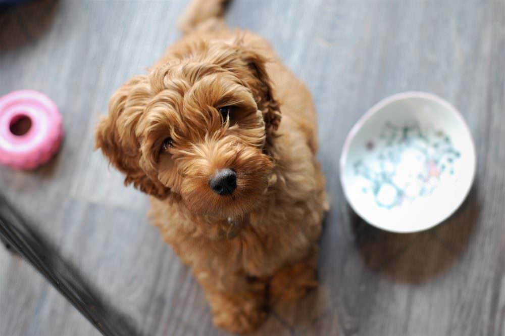 Chó poodle nhỏ cần có chế độ dinh dưỡng phù hợp với thực phẩm dễ tiêu hóa