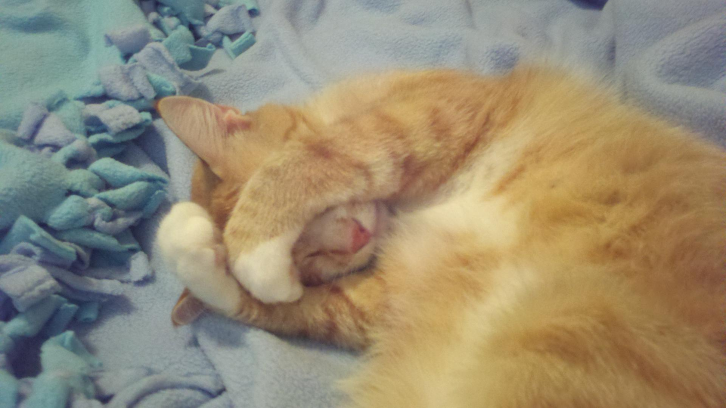 dáng ngủ của mèo hai tay ôm đầu