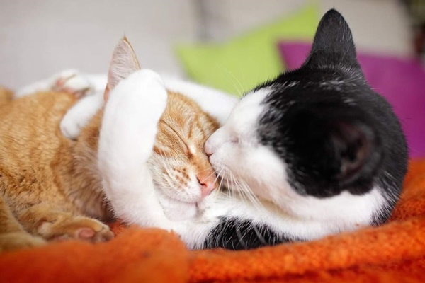 dáng ngủ của mèo nằm ôm nhau