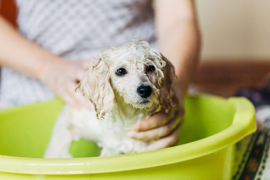 Sử dụng sữa tắm chuyên dụng cho bé Poodle để đảm bảo lông được tơi đẹp