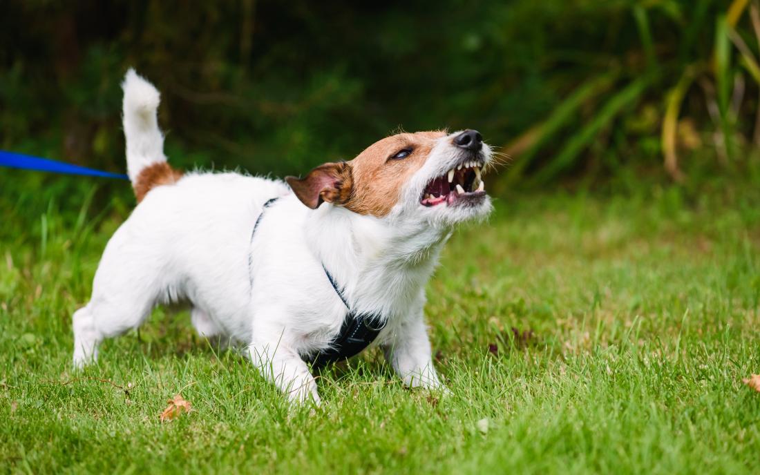 Người bị cắn sẽ có nguy cơ mắc phải các căn bệnh nguy hiểm từ chó
