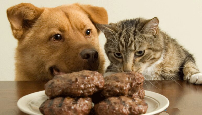 cho chó mèo ăn nhiều thịt không