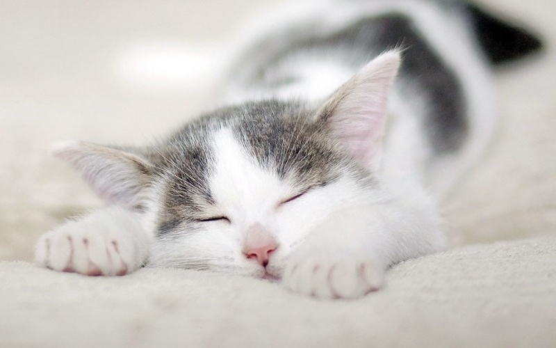 học về cách sống của mèo ưu tiên giấc ngủ