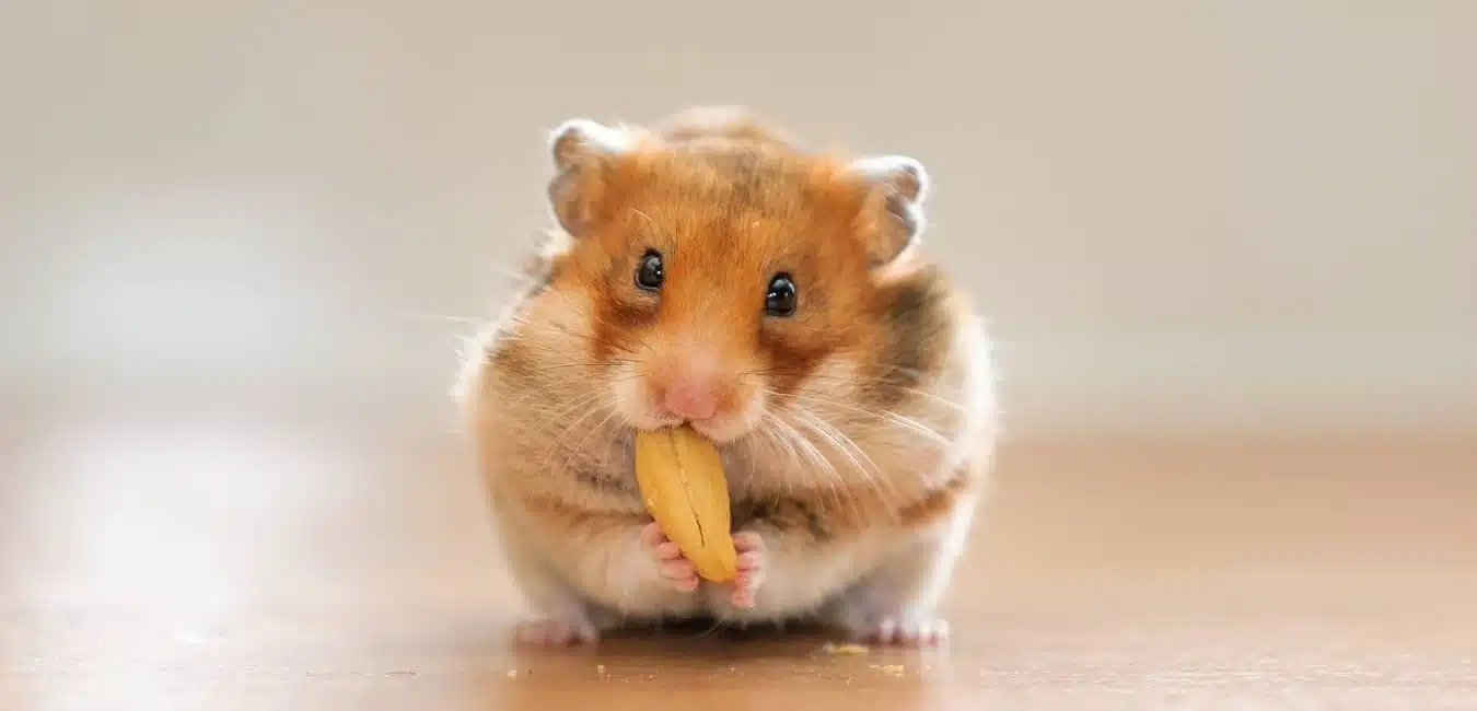 Chuột Hamster là loại thú cưng nhỏ nhắn được yêu thích bởi chiếc má phúng phính