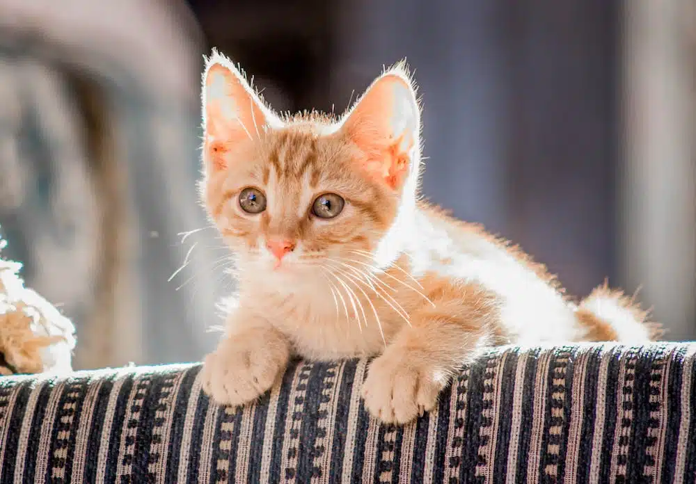 Những chú mèo khôn ngoan, tinh ranh thường có đôi mắt sáng
