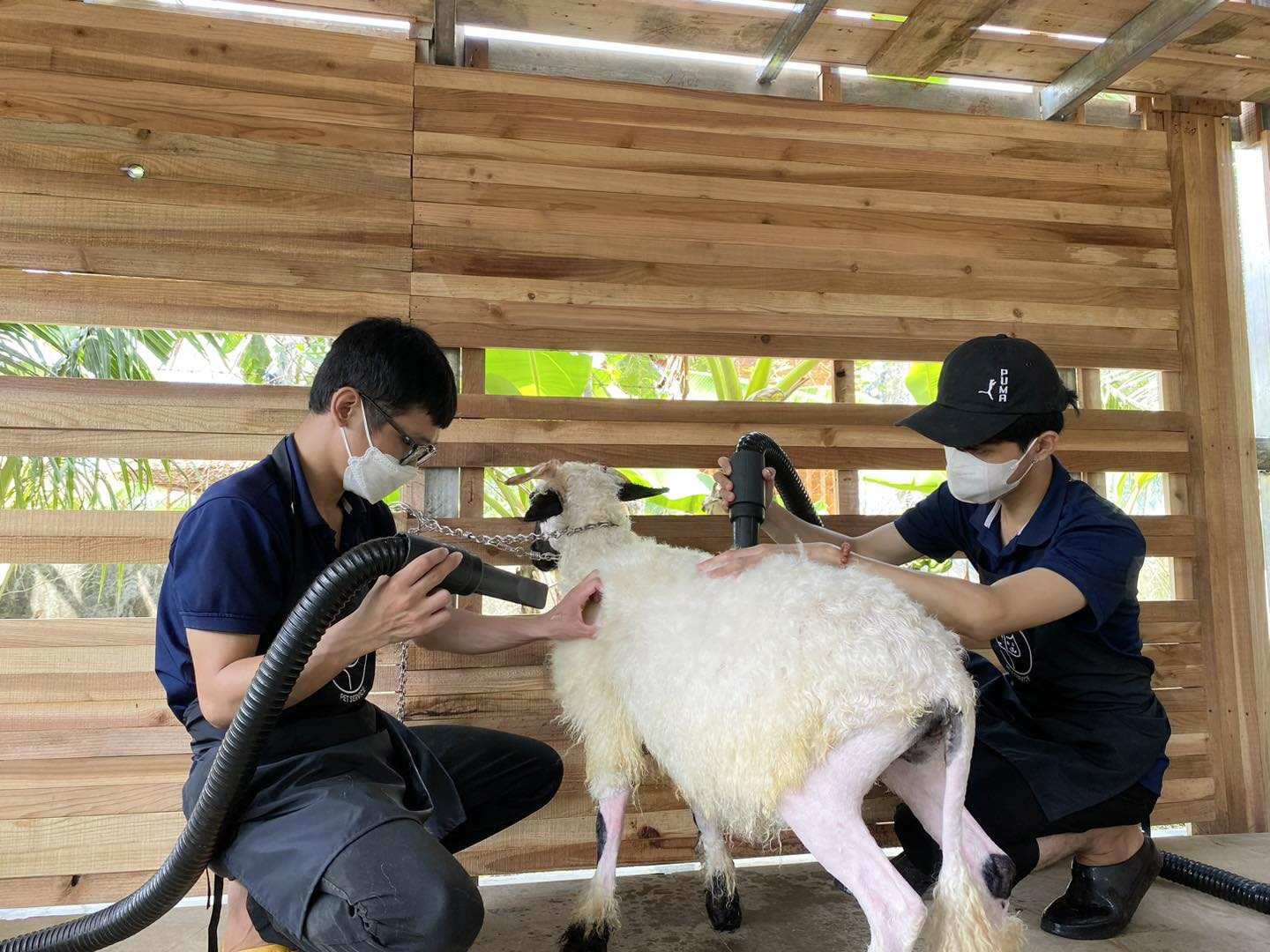 Dịch vụ tắm thú cưng tại Bình Tân