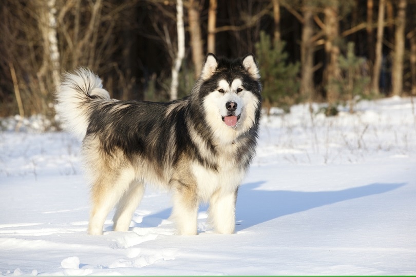 Chó Alaska là giống chó lâu đời thường sinh sống tại khu vực khí hậu lạnh