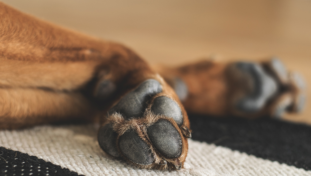Khả năng đi lại của chú cún có thể bị ảnh hưởng khi thiếu hụt canxi