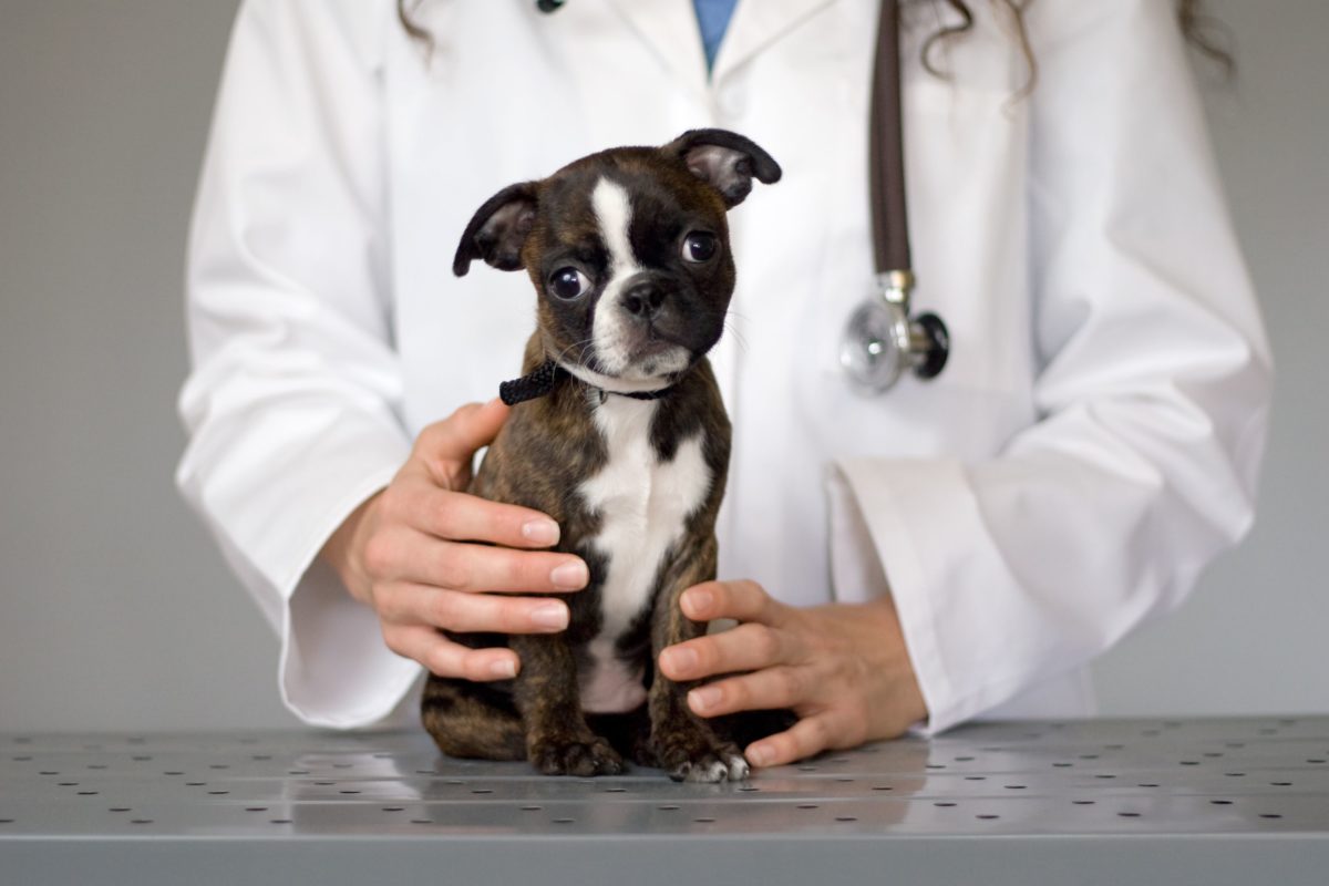 Độ tuổi chó dễ mắc bệnh parvo thường rơi vào thời điểm chó con được 1 tháng tuổi đến 6 tháng