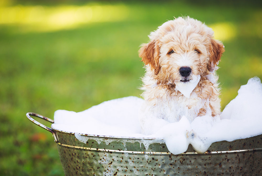Chăm sóc Poodle con nên tắm cho 1 tuần một lần bằng nước ấm
