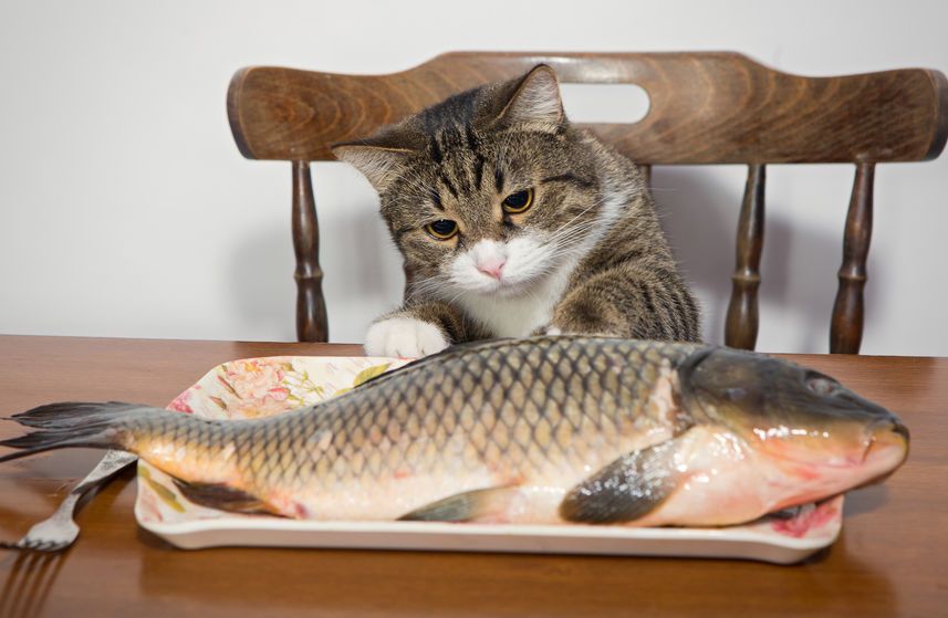 Cá là thức ăn mèo thích nhất