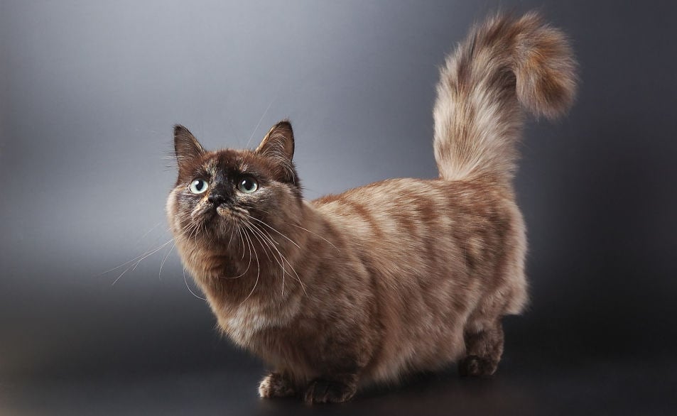 Những chú mèo thuần chủng có ngoại hình nổi bật thì giá bán rất cao 