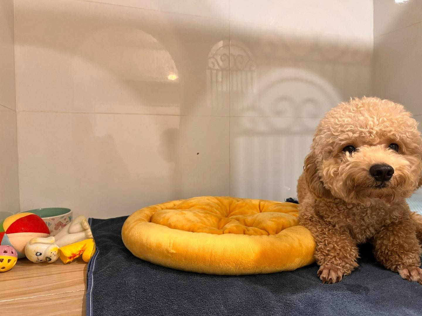 Khách sạn thú cưng Chino Pet cung cấp dịch vụ với chi phí hợp lý, linh hoạt