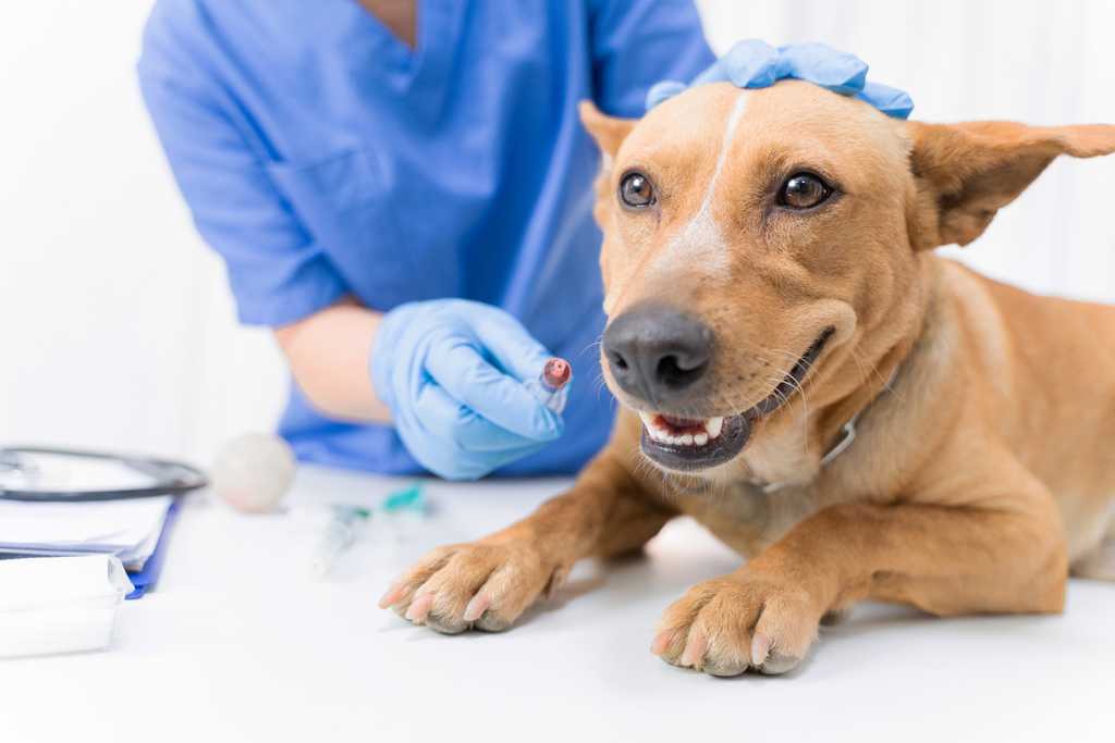 Bệnh ghẻ (scabies) do cái ghẻ tác động lên da của chó và mèo