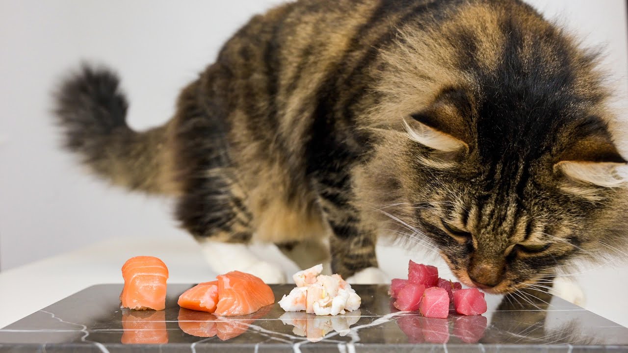 Nên chọn những phần thịt ít chất béo cho mèo ăn