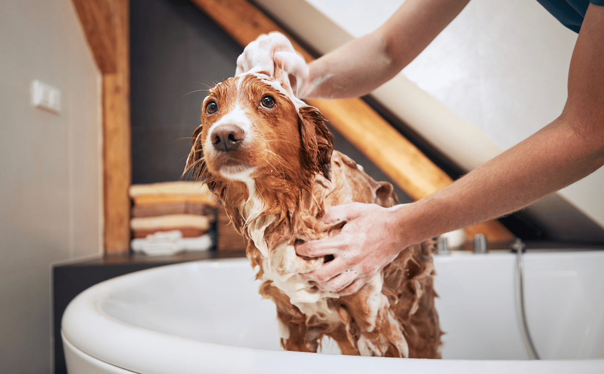 Thường xuyên tắm cho chó cưng để hạn chế bị dị ứng