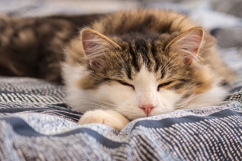 Ngủ giúp mèo lấy lại năng lượng cho các hoạt động trong ngày